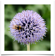 pollen in here somewhere - Martin Ellison